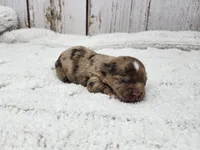 Sonoran, a male Yorkshire Terrier for sale in Roanoke Rapids, NC – Photo 6 of 9