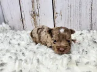 Sonoran, a male Yorkshire Terrier for sale in Roanoke Rapids, NC – Photo 4 of 9