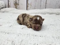 Sonoran, a male Yorkshire Terrier for sale in Roanoke Rapids, NC – Photo 7 of 9