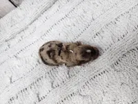 Sonoran, a male Yorkshire Terrier for sale in Roanoke Rapids, NC – Photo 9 of 9