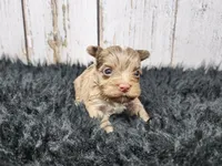 Sonoran, a male Yorkshire Terrier for sale in Roanoke Rapids, NC – Photo 1 of 9