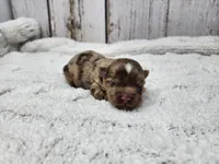 Sonoran, a male Yorkshire Terrier for sale in Roanoke Rapids, NC – Photo 8 of 9