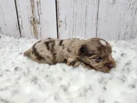 Sonoran, a male Yorkshire Terrier for sale in Roanoke Rapids, NC – Photo 5 of 9