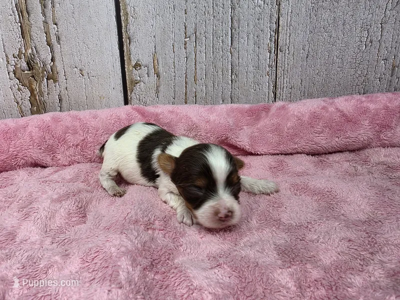 Rain – Yorkshire Terrier puppy for sale in Roanoke Rapids, NC