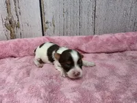Rain, a female Yorkshire Terrier for sale in Roanoke Rapids, NC – 1 of 1