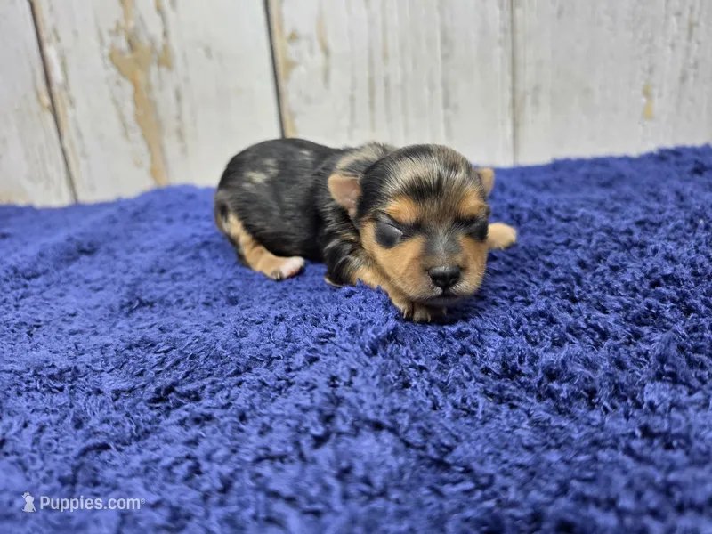 Breve – Yorkshire Terrier puppy for sale in Roanoke Rapids, NC
