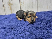 Breve, a male Yorkshire Terrier for sale in Roanoke Rapids, NC – 1 of 2