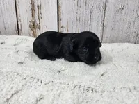 Colin, a male Yorkshire Terrier for sale in Roanoke Rapids, NC – 3 of 4