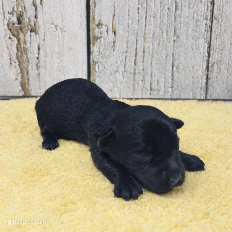 Colin – Yorkshire Terrier puppy for sale in Roanoke Rapids, NC