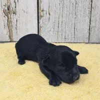 Colin, a male Yorkshire Terrier for sale in Roanoke Rapids, NC – 4 of 4