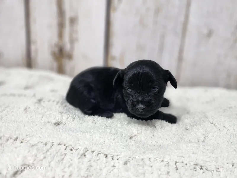 Colin – Yorkshire Terrier puppy for sale in Roanoke Rapids, NC