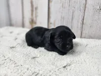 Colin, a male Yorkshire Terrier for sale in Roanoke Rapids, NC – 2 of 4