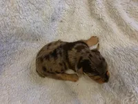 Hershey, a male Yorkshire Terrier for sale in Roanoke Rapids, NC – 2 of 2