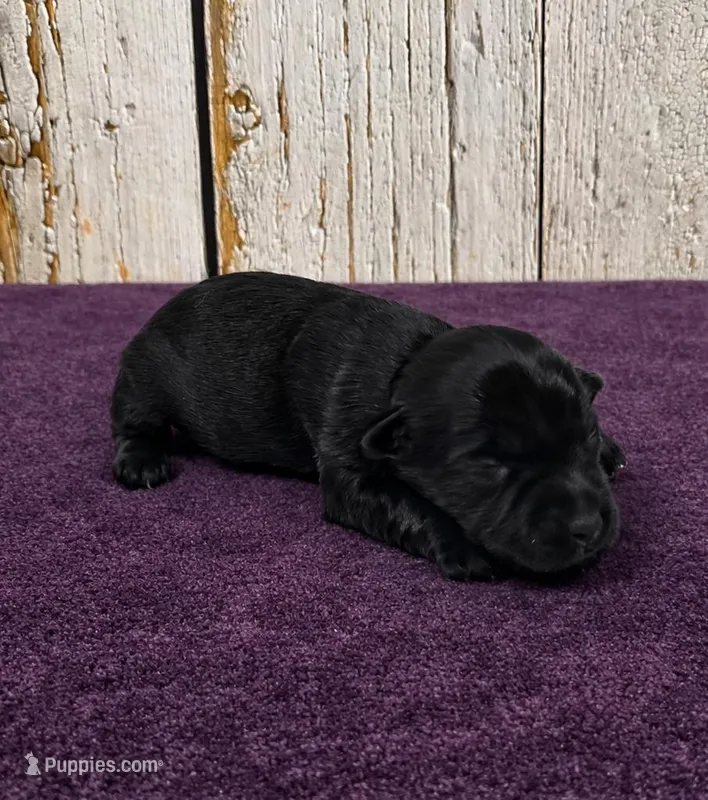 Hyacinth  – Yorkshire Terrier puppy for sale in Roanoke Rapids, NC