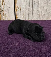 Hyacinth , a female Yorkshire Terrier for sale in Roanoke Rapids, NC – 4 of 4