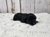 Hyacinth , a female Yorkshire Terrier for sale in Roanoke Rapids, NC – 3 of 4