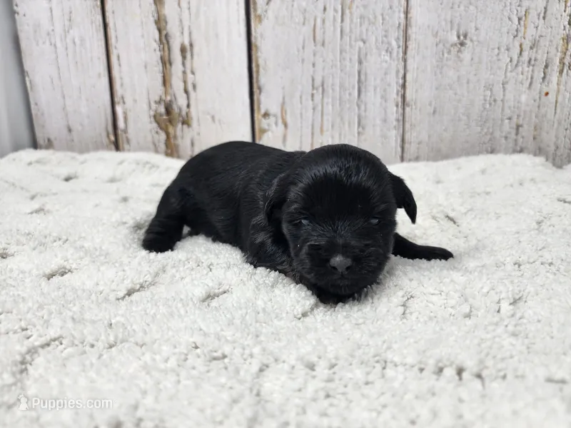 Hyacinth  – Yorkshire Terrier puppy for sale in Roanoke Rapids, NC