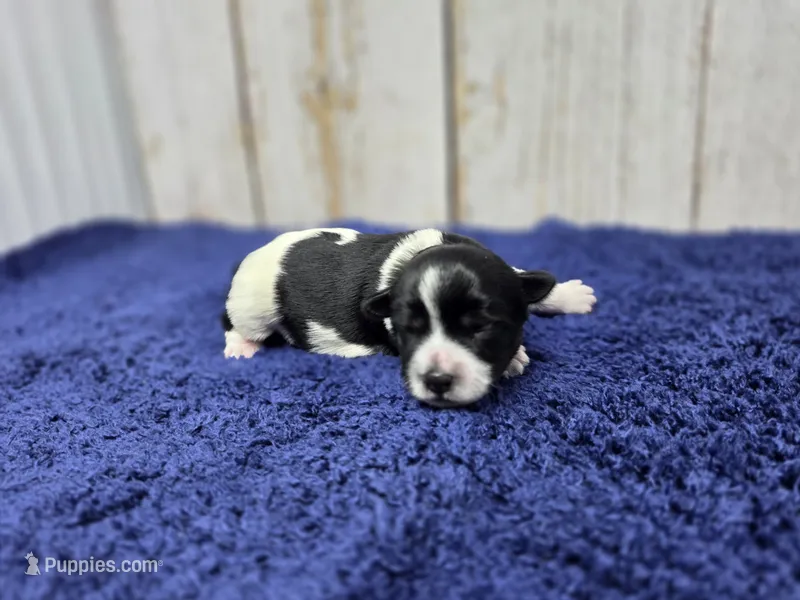 Macchiato – Yorkshire Terrier puppy for sale in Roanoke Rapids, NC