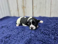 Macchiato, a female Yorkshire Terrier for sale in Roanoke Rapids, NC – 1 of 2