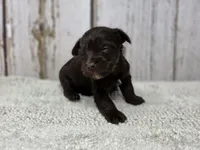 Dove, a female Yorkshire Terrier for sale in Roanoke Rapids, NC – 3 of 4