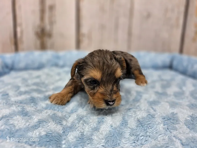 Luke – Yorkshire Terrier puppy for sale in Roanoke Rapids, NC