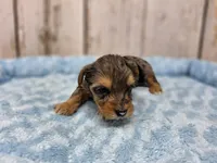Luke, a male Yorkshire Terrier for sale in Roanoke Rapids, NC – 1 of 2