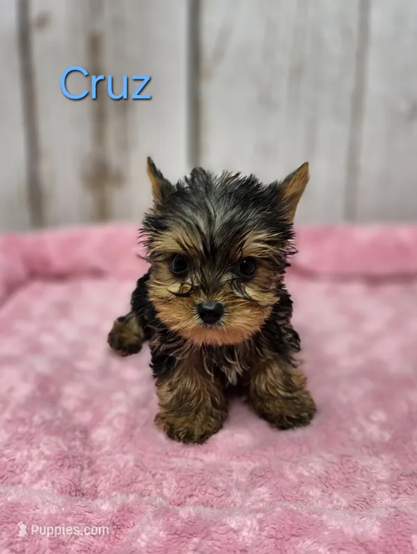 Cruz – Yorkshire Terrier puppy for sale in Roanoke Rapids, NC