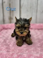Cruz, a male Yorkshire Terrier for sale in Roanoke Rapids, NC – 1 of 1