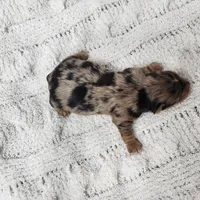 Syrian, a male Yorkshire Terrier for sale in Roanoke Rapids, NC – Photo 2 of 3