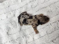 Syrian, a male Yorkshire Terrier for sale in Roanoke Rapids, NC – Photo 2 of 3