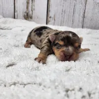 Syrian, a male Yorkshire Terrier for sale in Roanoke Rapids, NC – Photo 1 of 3