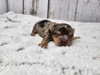 Syrian, a male Yorkshire Terrier for sale in Roanoke Rapids, NC – Photo 1 of 3