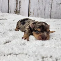 Syrian, a male Yorkshire Terrier for sale in Roanoke Rapids, NC – Photo 3 of 3