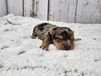 Syrian, a male Yorkshire Terrier for sale in Roanoke Rapids, NC – Photo 3 of 3