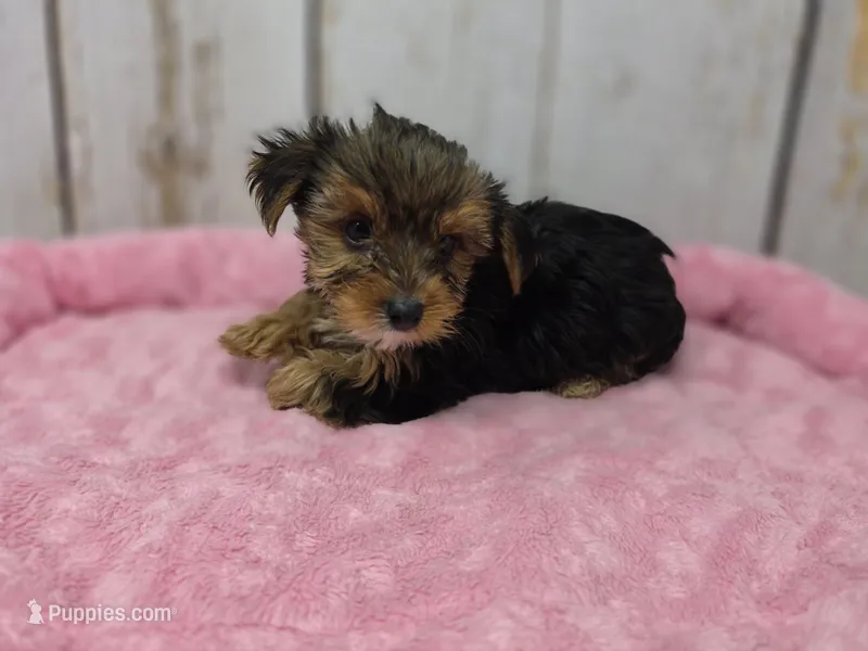 Pasqual  – Yorkshire Terrier puppy for sale in Roanoke Rapids, NC