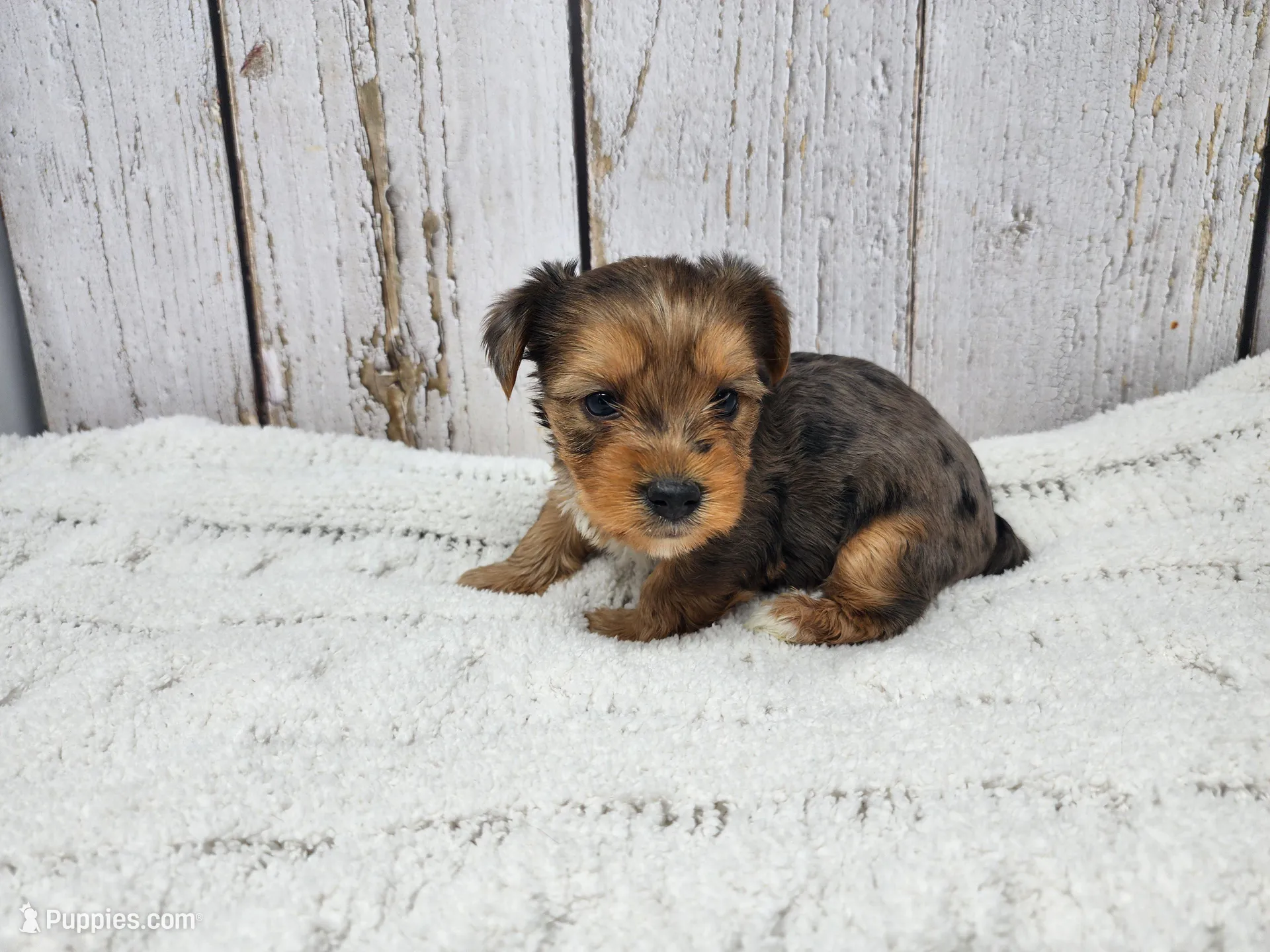 Jack – Yorkshire Terrier puppy for sale in Roanoke Rapids, NC