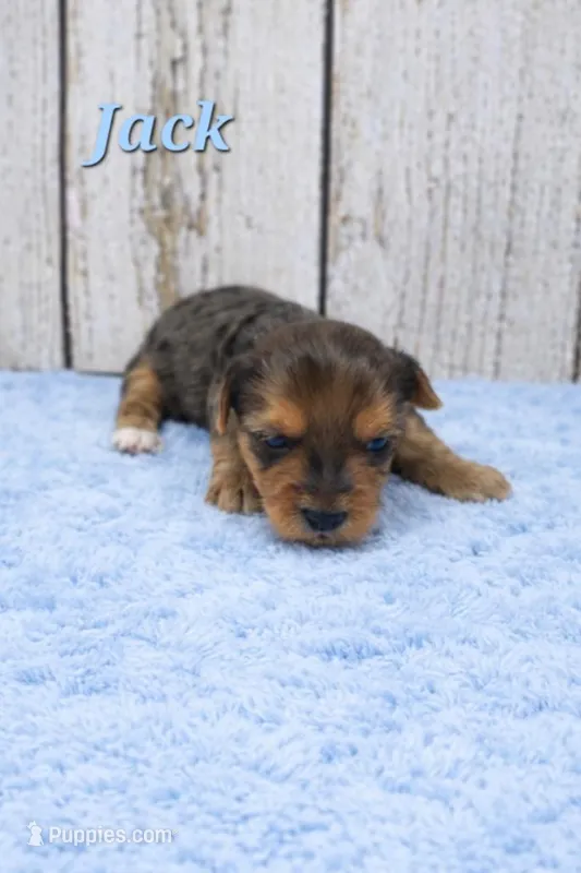 Jack – Yorkshire Terrier puppy for sale in Roanoke Rapids, NC