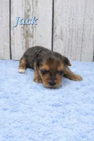 Jack, a male Yorkshire Terrier for sale in Roanoke Rapids, NC – 2 of 2