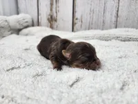 Teacup Meyer, a male Yorkshire Terrier for sale in Roanoke Rapids, NC – Photo 7 of 8