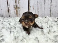 Teacup Meyer, a male Yorkshire Terrier for sale in Roanoke Rapids, NC – Photo 4 of 8