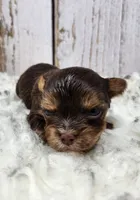 Teacup Meyer, a male Yorkshire Terrier for sale in Roanoke Rapids, NC – Photo 3 of 8