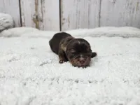 Teacup Meyer, a male Yorkshire Terrier for sale in Roanoke Rapids, NC – Photo 5 of 8