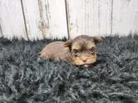 Teacup Meyer, a male Yorkshire Terrier for sale in Roanoke Rapids, NC – Photo 1 of 8