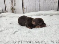 Teacup Meyer, a male Yorkshire Terrier for sale in Roanoke Rapids, NC – Photo 6 of 8