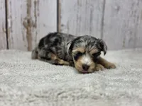 Lollipop, a female Yorkshire Terrier for sale in Roanoke Rapids, NC – 3 of 3