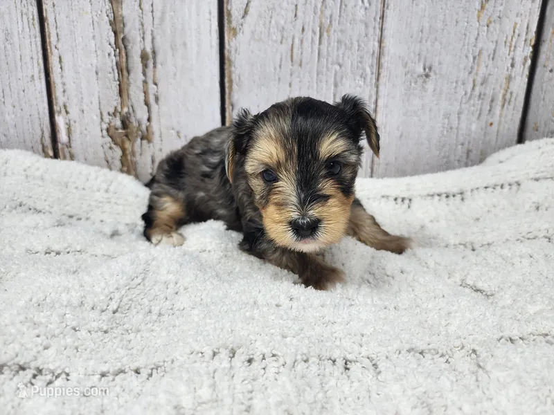 Peter – Yorkshire Terrier puppy for sale in Roanoke Rapids, NC