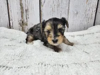 Peter, a male Yorkshire Terrier for sale in Roanoke Rapids, NC – Photo 2 of 3