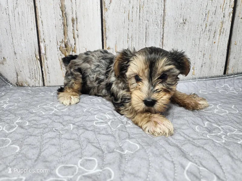 Peter – Yorkshire Terrier puppy for sale in Roanoke Rapids, NC