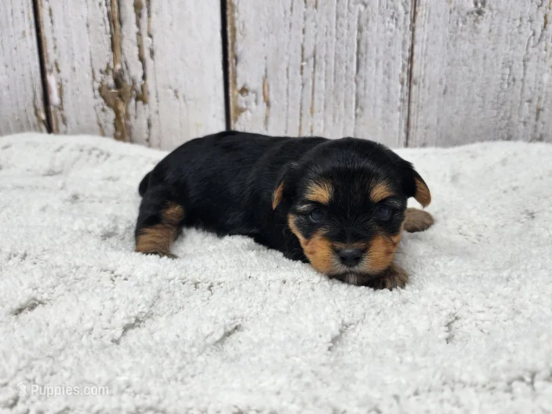 Francesca  – Yorkshire Terrier puppy for sale in Roanoke Rapids, NC