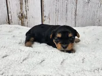 Francesca , a female Yorkshire Terrier for sale in Roanoke Rapids, NC – 1 of 4